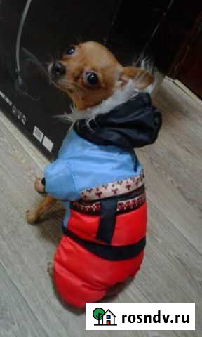 Комбинезон для собачки Чехов - изображение 1