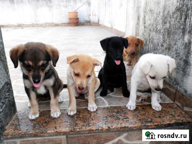 Щенки в добрые руки Тула - изображение 1