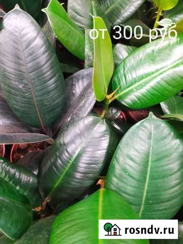 Фикус каучуконосный Арзамас - изображение 1