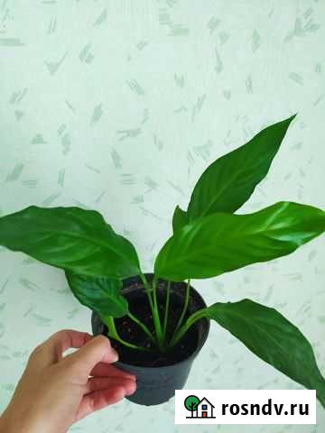 Спатифиллум гигантский Курск - изображение 1