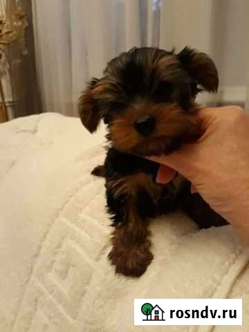 Йоркширский терьер Ялта - изображение 1