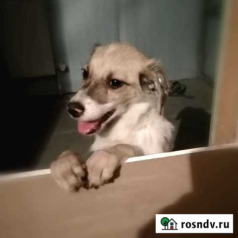 Стерильная Малышка ищет семью Пенза - изображение 1