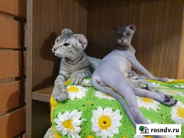 Подарочек сфинкс Волгоград - изображение 1