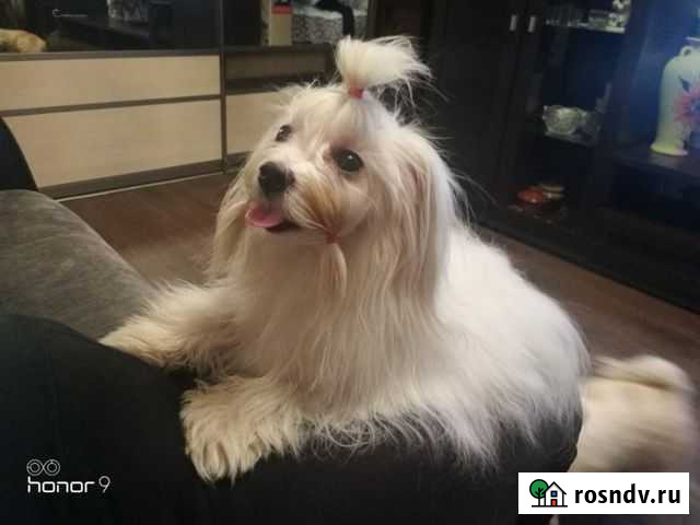 Болонки Копейск - изображение 1