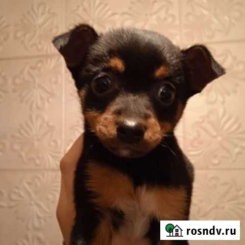 Чихуахуа Волгоград - изображение 1