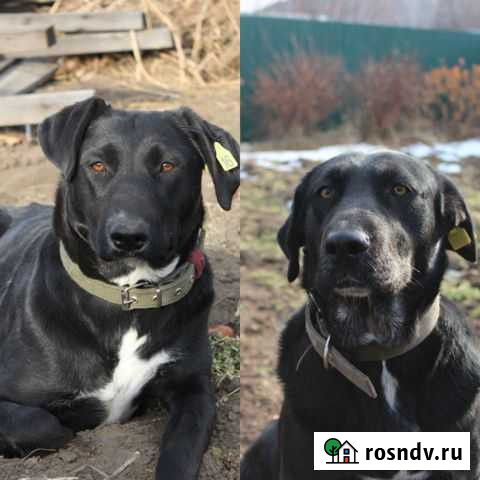 Отдам собак в добрые руки Чита - изображение 1