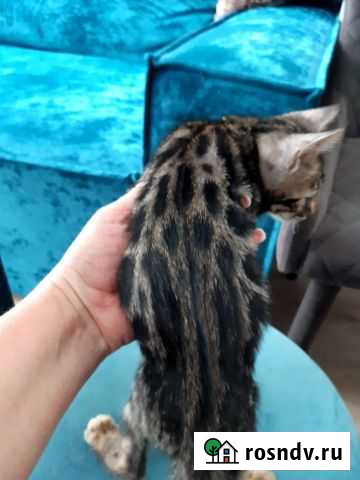 Бенгальские котята Иваново - изображение 1