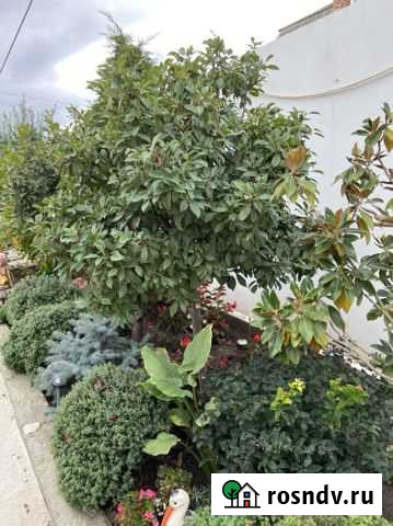 Фотиния Хасавюрт - изображение 1