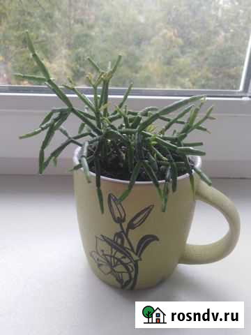 Хатиора солеросовидная Брянск - изображение 1