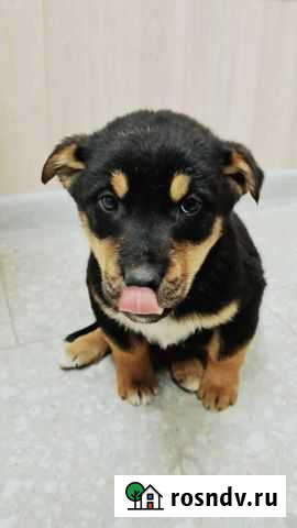 Щенки бесплатно Старый Оскол - изображение 1