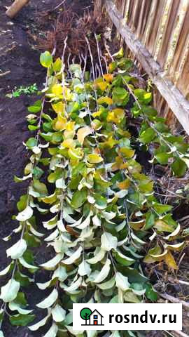 Саженцы яблони Беркутовка Хвалынск - изображение 1