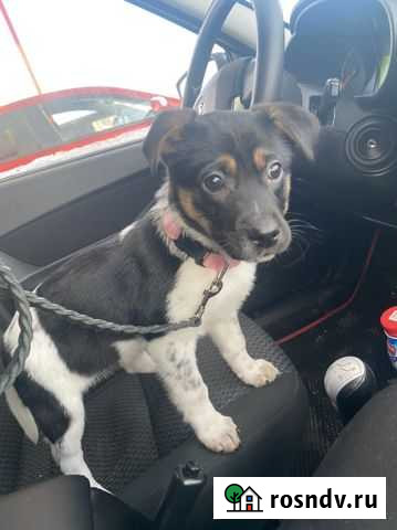 Щенок в добрые руки Нижний Новгород - изображение 1