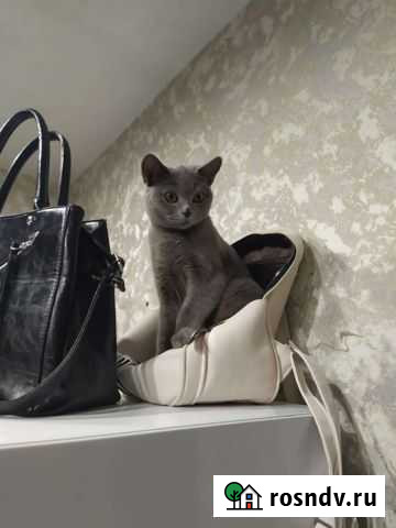 Британская короткошерстная кошка Грязи - изображение 1