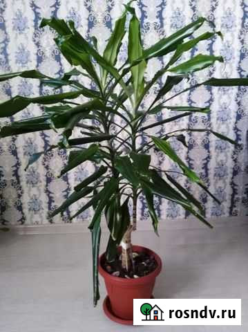 Драцена Симферополь - изображение 1