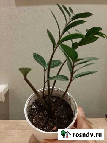 Замиокулькас Тюмень - изображение 1