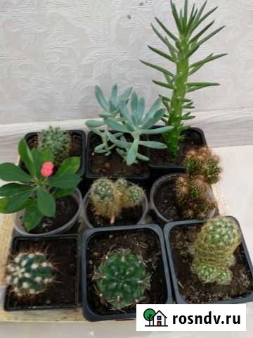 Каланхоэ и много других Саратов - изображение 1