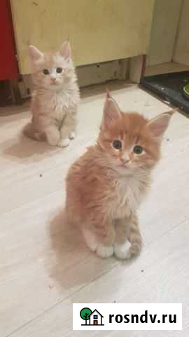 Котята мейн-кун в Сургуте Сургут - изображение 1
