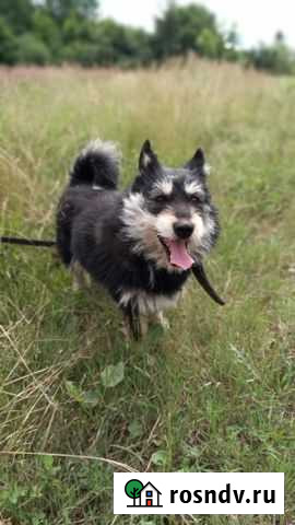 Тэрри Калининград - изображение 1