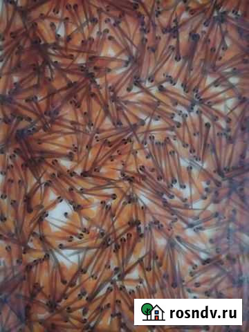 Малёк радужной форели Карджин - изображение 1