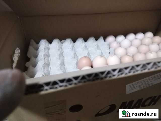 Европейское Яйцо инкубационное Брянск - изображение 1