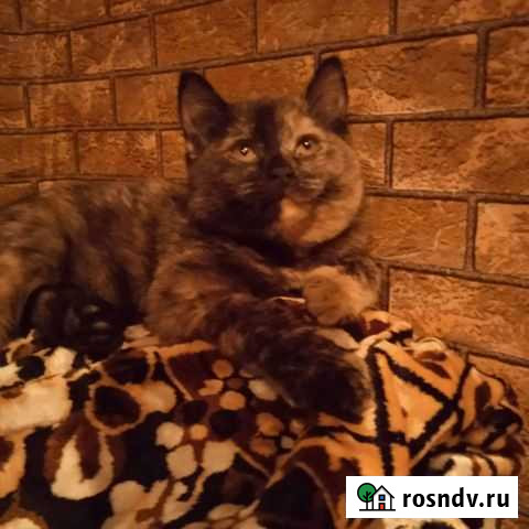 Отдам кошечку(помощь в доставке) Белово - изображение 1