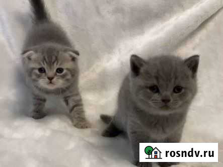 Британская Владикавказ - изображение 1