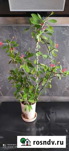 Молочай Миля Нижний Тагил - изображение 1