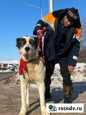 Среднеазиатская овчарка (алабай) вязка Бузулук - изображение 1