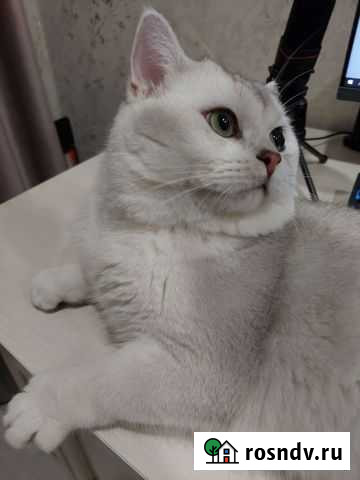 Шотландский кот вязка Рузаевка - изображение 1