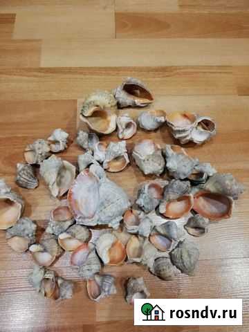 Ракушка Новозыбков - изображение 1