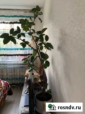 Фикус Мурманск - изображение 1