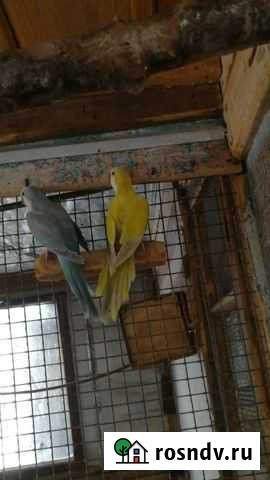 Попугаи Монах калита, Синегал, розелла Какарик Азов - изображение 1