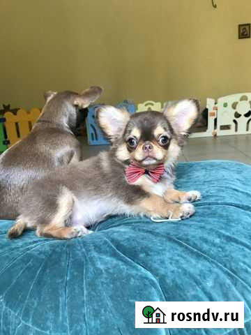 Чихуахуа самый красивый,яркий кукольной внешности Симферополь - изображение 1