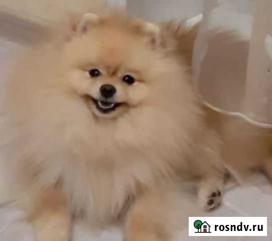 Вязка Померанский цверг шпиц Новосибирск - изображение 1