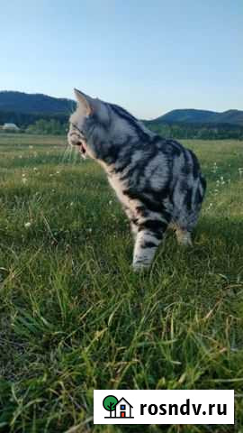 Британский кот, вязка Улан-Удэ - изображение 1