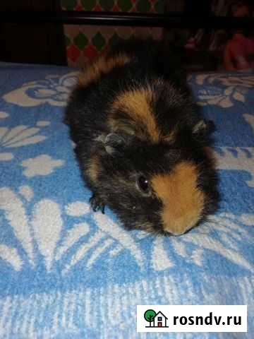 Морская свинка Гатчина - изображение 1