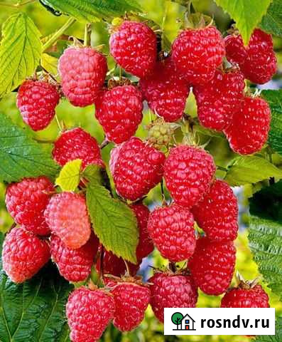 Саженцы малины. Варенье 1 литр Пермь - изображение 1