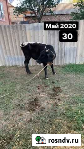 Бычок и Теленок Ассиновская - изображение 1