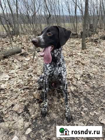 Курцхаар вязка Воронеж - изображение 1