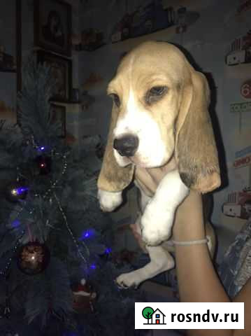 Бигль Нижний Новгород - изображение 1