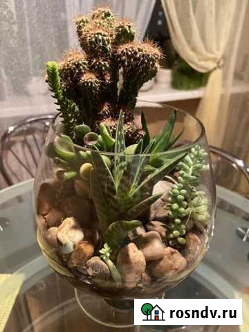 Флорариум Курск - изображение 1