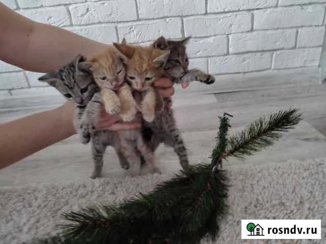 Котята Омск - изображение 1
