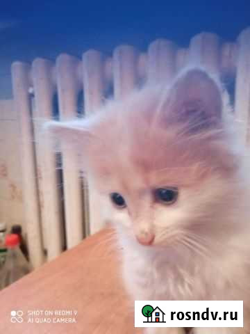 Кошки в добрые руки бесплатно Белгород - изображение 1