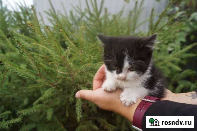 Кошечка в добрые руки Валуйки - изображение 1