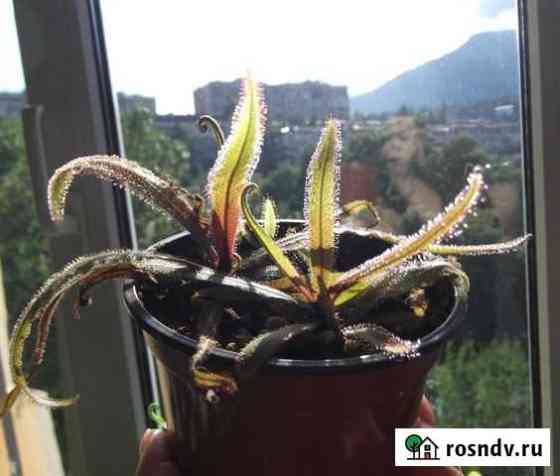 Продам Росянку Адель. Drosera adelae Ялта