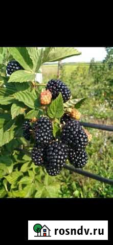 Саженцы ежевики Белореченск - изображение 1