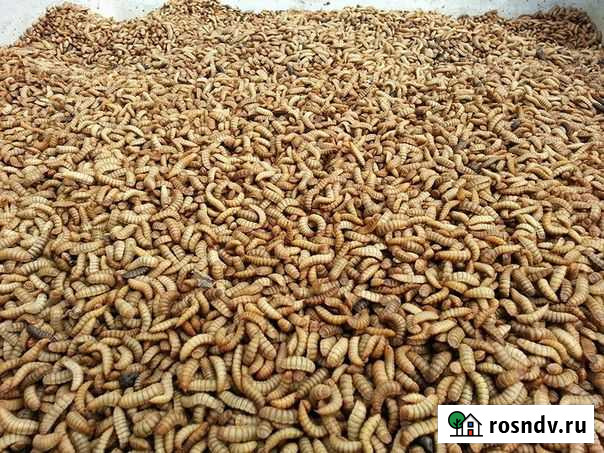 Кормовые крысы, мыши, голыши Можайск - изображение 1