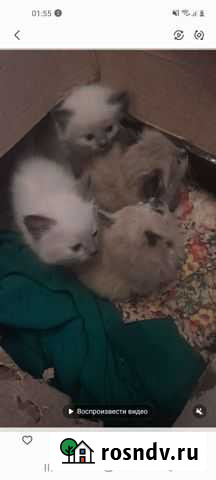 Кошка в дар Киров - изображение 1