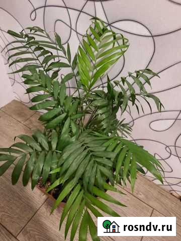 Пальма хамедорея Хабаровск - изображение 1