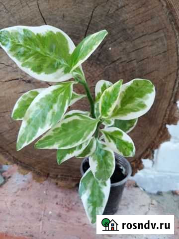 Педилантус, хойя Энгельс - изображение 1